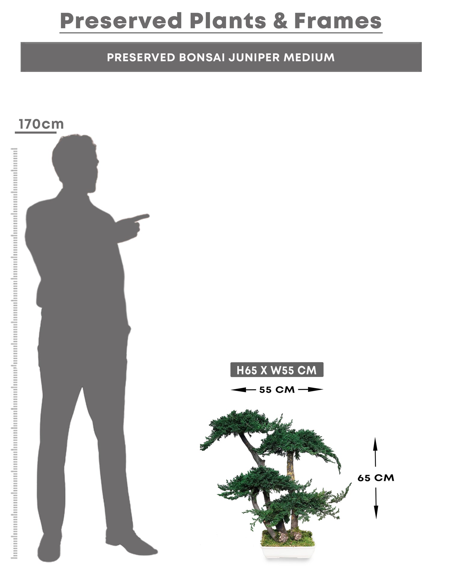 PRESERVED BONSAI JUNIPER -شجرة بونساي المجففة