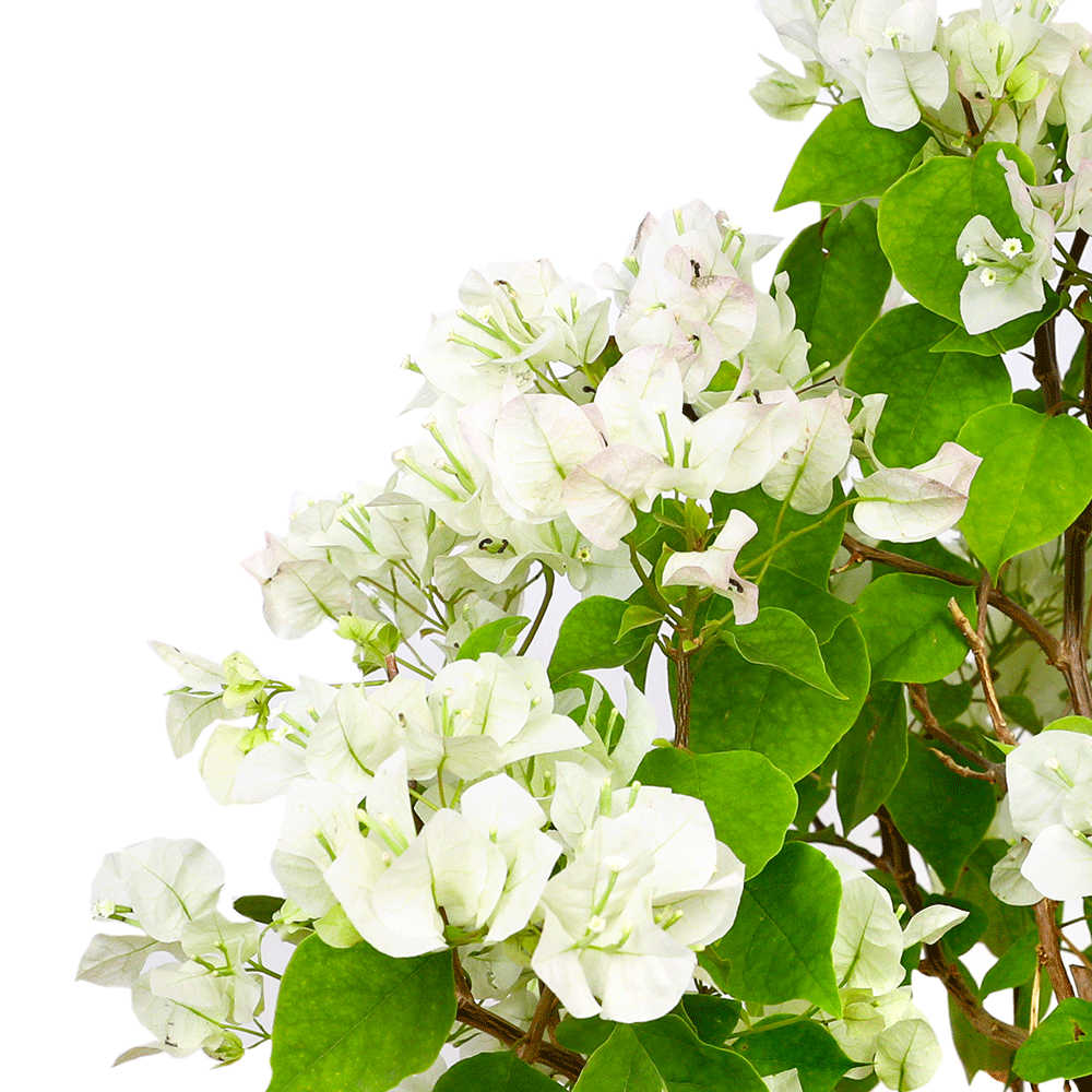 BOUGAINVILLEA BIANCO H50 - 60 CM جهنمية (مجنونة) بيانكو