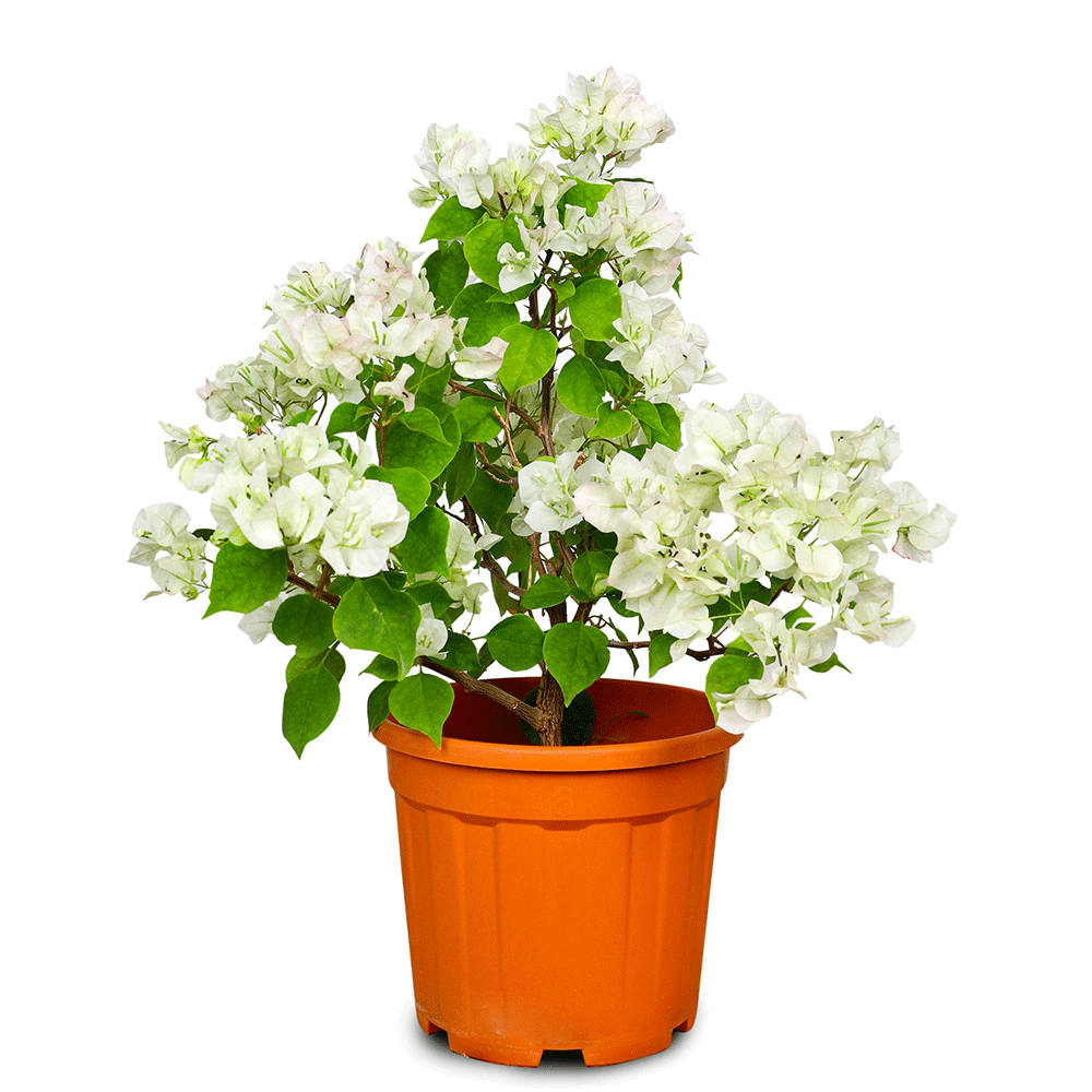 BOUGAINVILLEA BIANCO H50 - 60 CM جهنمية (مجنونة) بيانكو