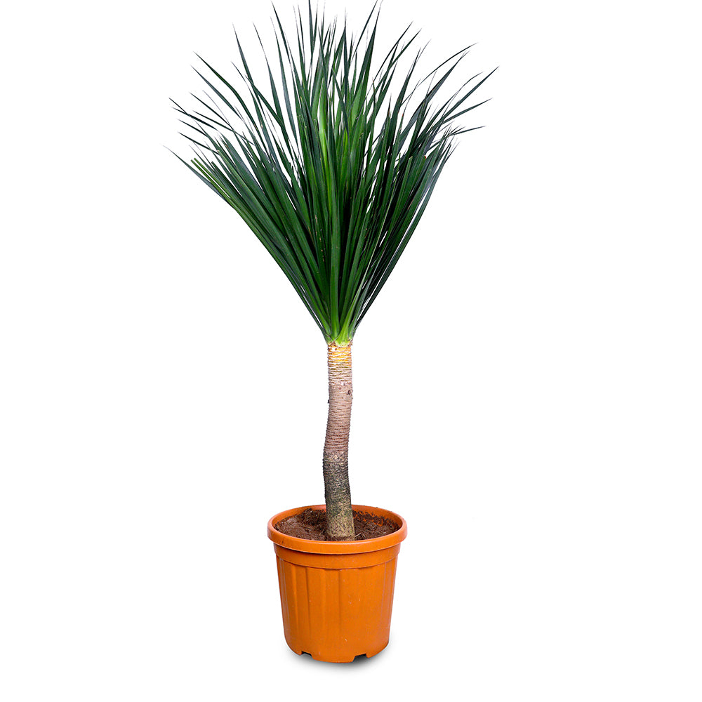 DRACAENA DRACO BLACK PEARL - دراسينا دراكو