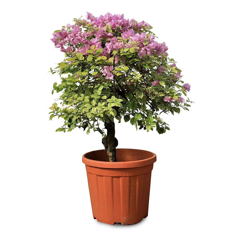 BOUGAINVILLEA ROMA 70- 80CM نبات جهنمية {مجنونة} مبرقشة 