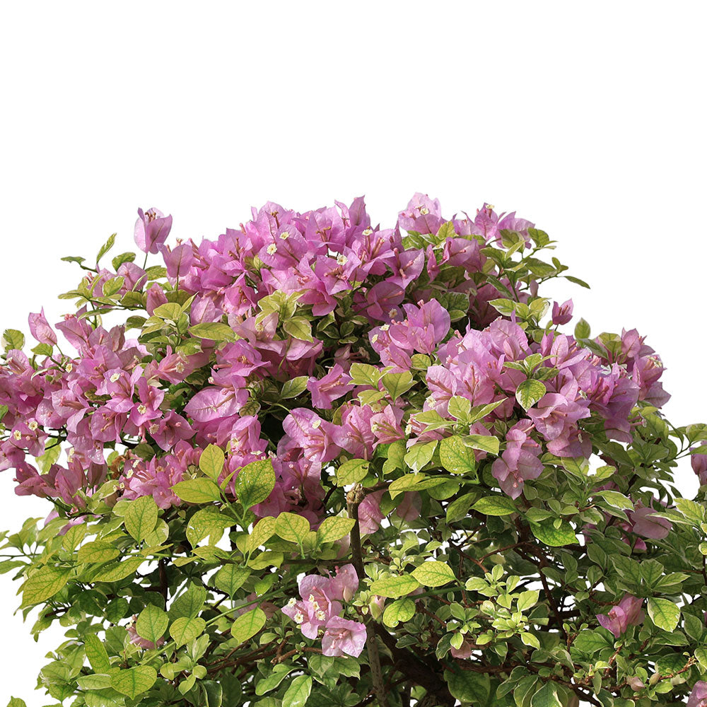 BOUGAINVILLEA ROMA 70- 80CM   نبات جهنمية {مجنونة} مبرقشة