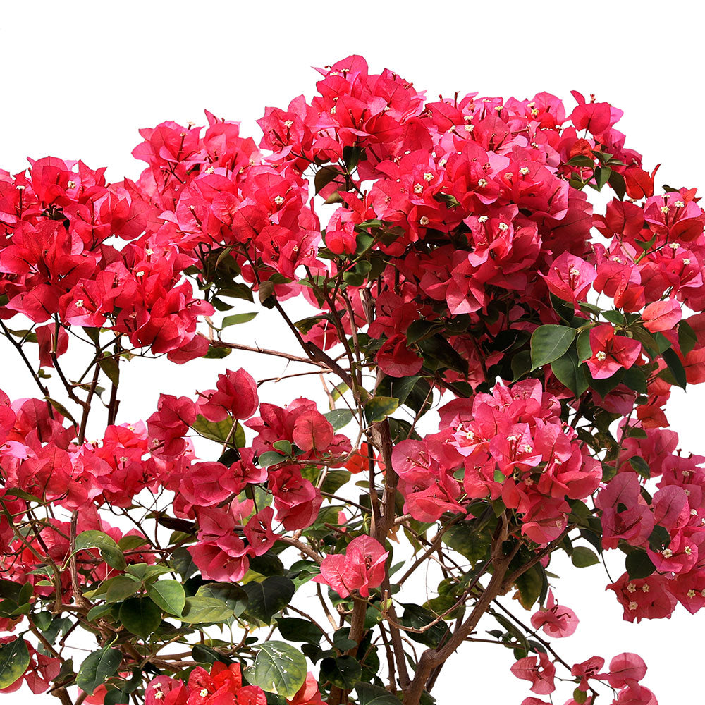 BOUGAINVILLEA SICILY 1M جهنمية (مجنونة) سيلى 