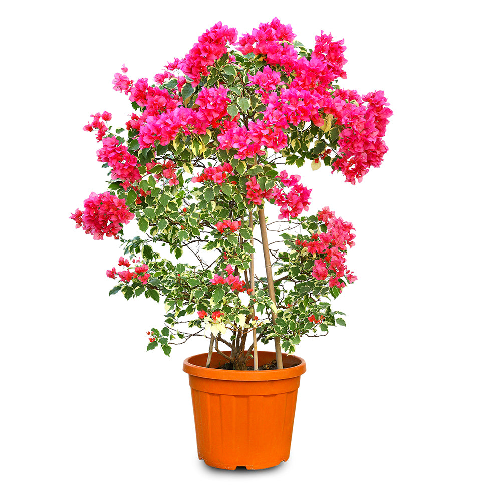 BOUGAINVILLEA TORINO TREE- جهنمية (مجنونة) تورينو 