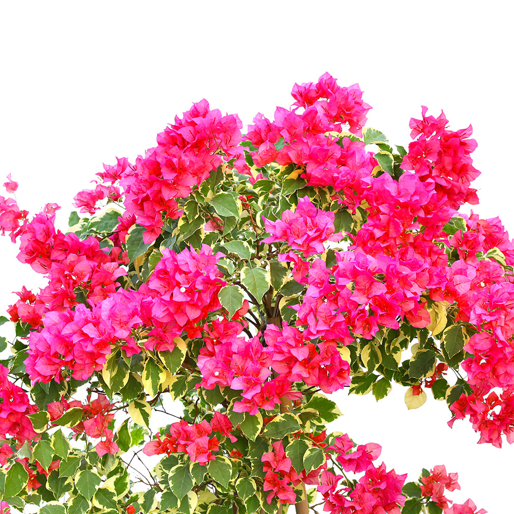 BOUGAINVILLEA TORINO TREE- جهنمية (مجنونة) تورينو