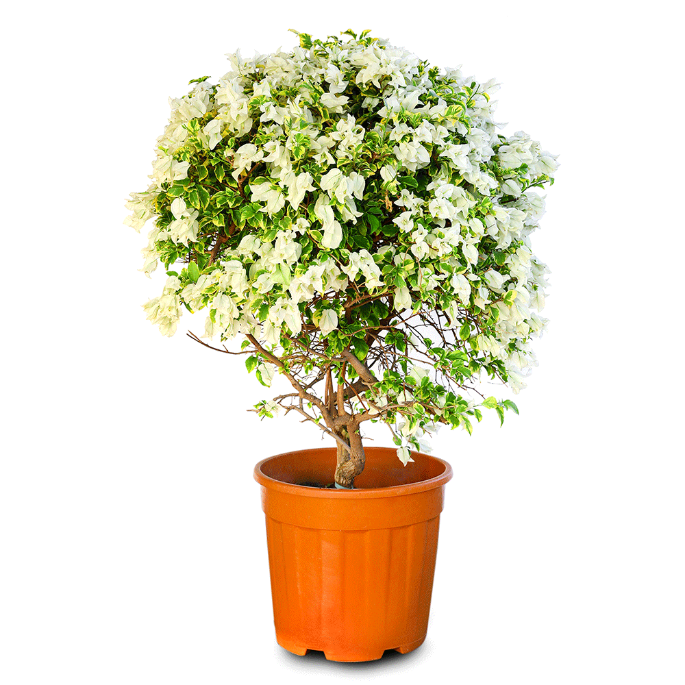 BOUGAINVILLEA MANAROLA H90 CM - جهنمية (مجنونة) منارولا 