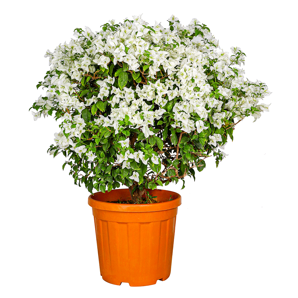 BOUGAINVILLEA BIANCO H90 - 100 CMS - جهنمية (مجنونة)