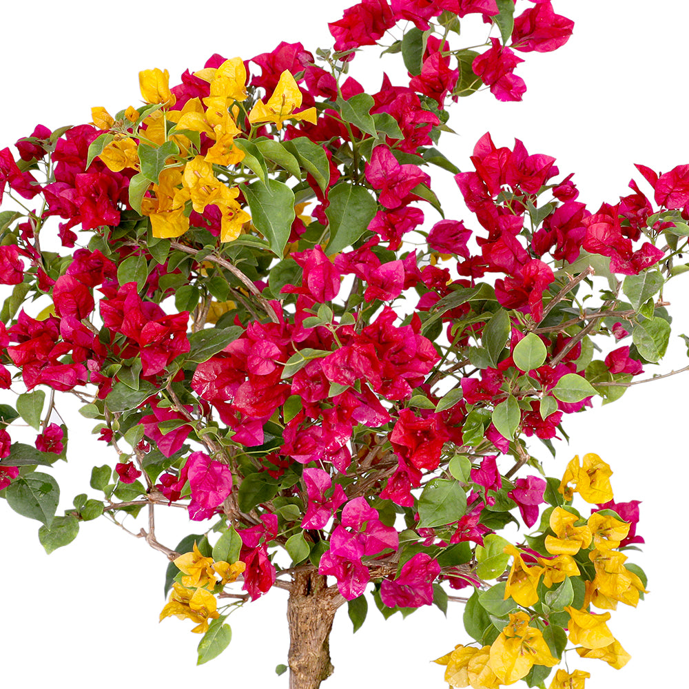 BOUGAINVILLEA MESCOLARE 1-1.3M - جهنمية (مجنونة) ميسكولاري