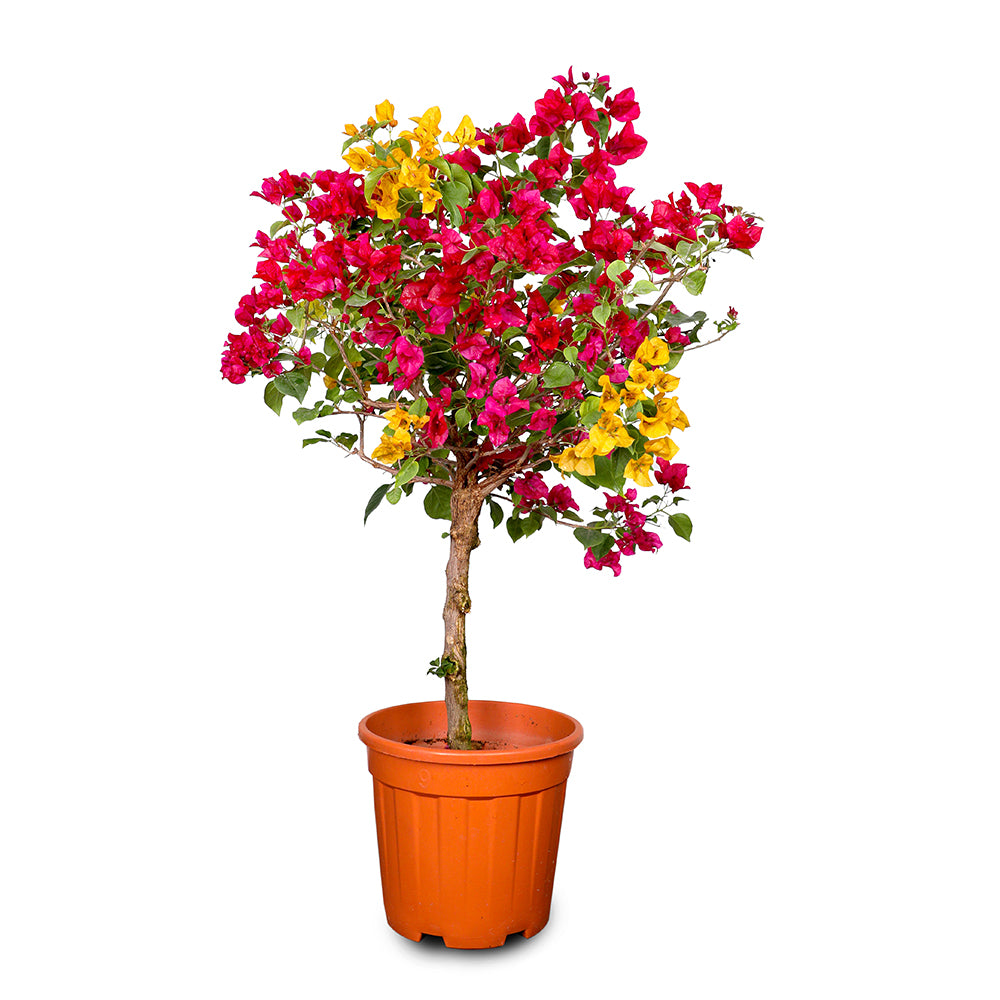 BOUGAINVILLEA MESCOLARE 1-1.3M - جهنمية (مجنونة) ميسكولاري 