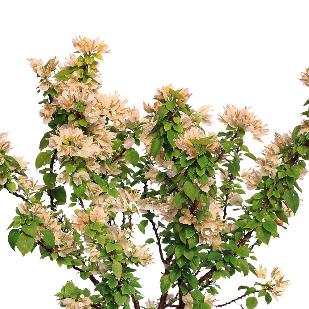 BOUGAINVILLEA CATANIA جهنمية (مجنونة)