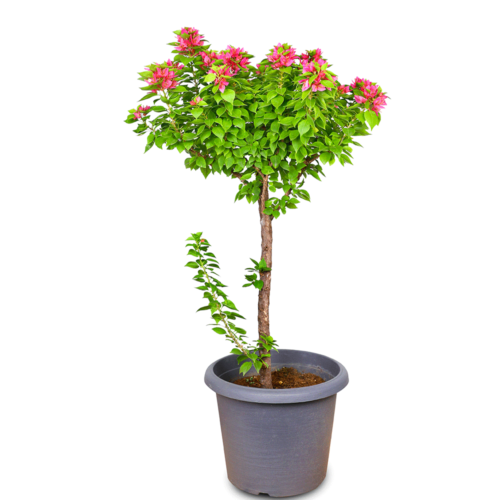 BOUGAINVILLEA CATANIA H90CM جهنمية (مجنونة) كاتانيا