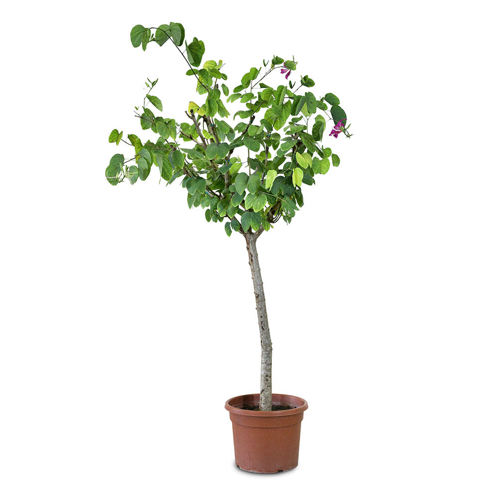 BAUHINIA PURPUREA	بوهينيا البنفسجية