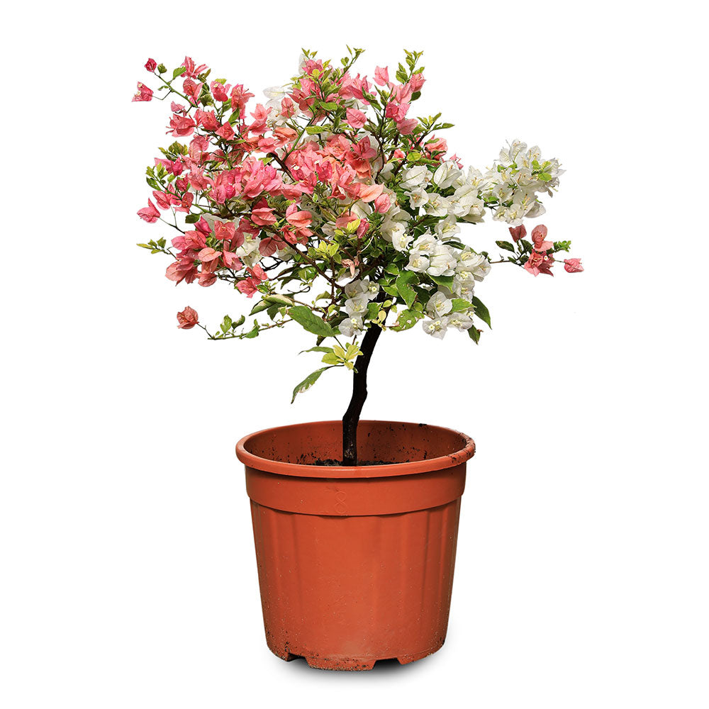 BOUGAINVILLEA MESCOLARE - جهنمية (مجنونة) ميسكولاري