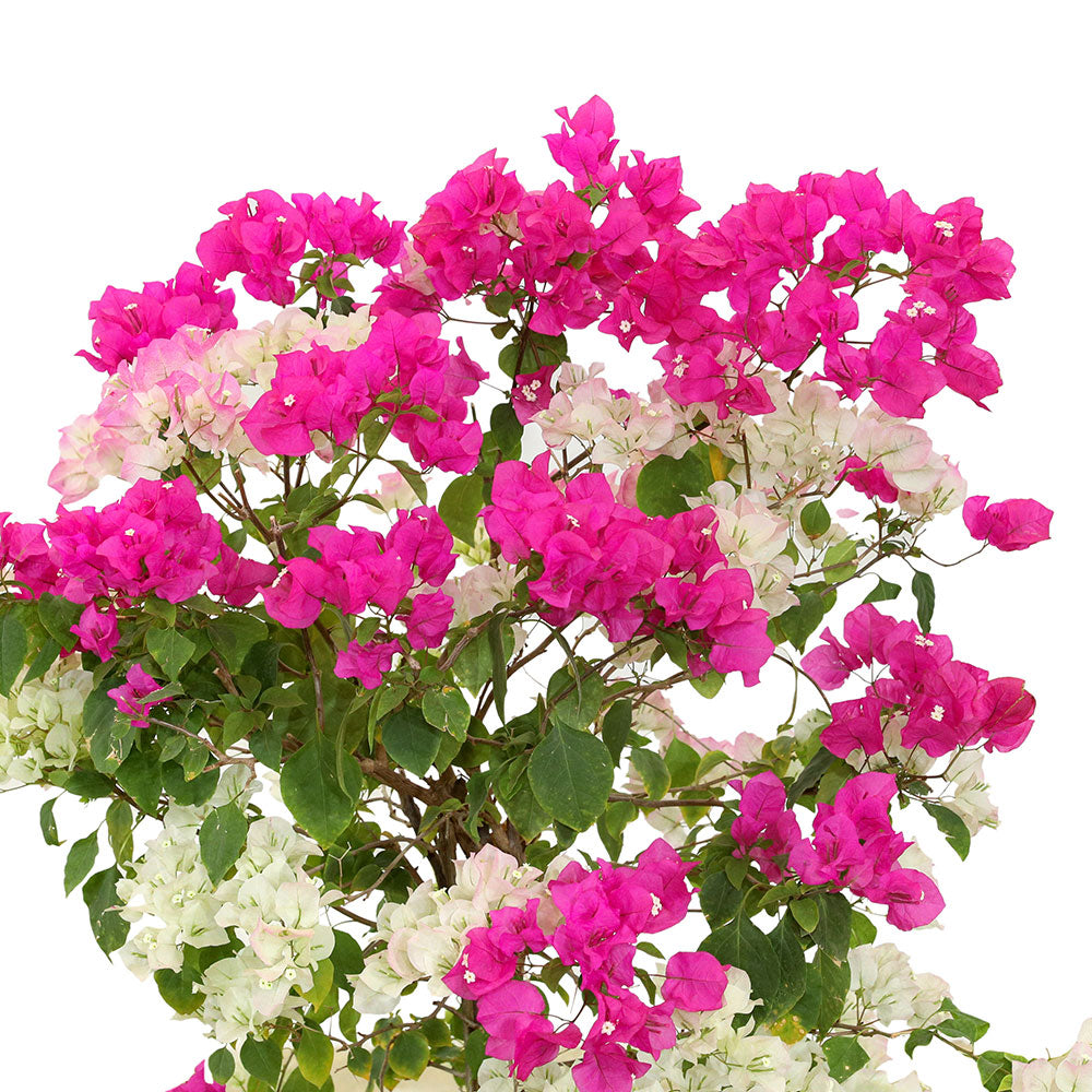 BOUGAINVILLEA MESCOLARE جهنمية (مجنونة) ميسكولاري و جهنمية وردى 