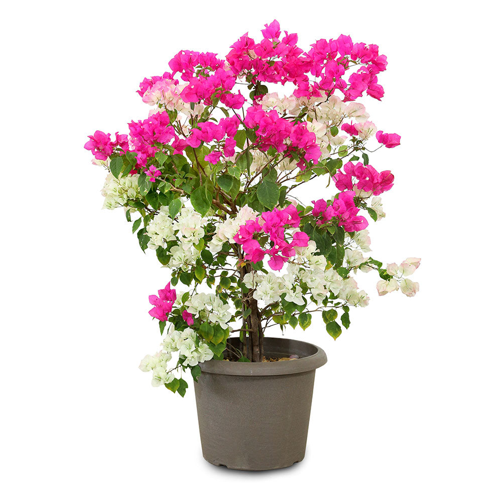 BOUGAINVILLEA MESCOLARE جهنمية (مجنونة) ميسكولاري و جهنمية وردى 