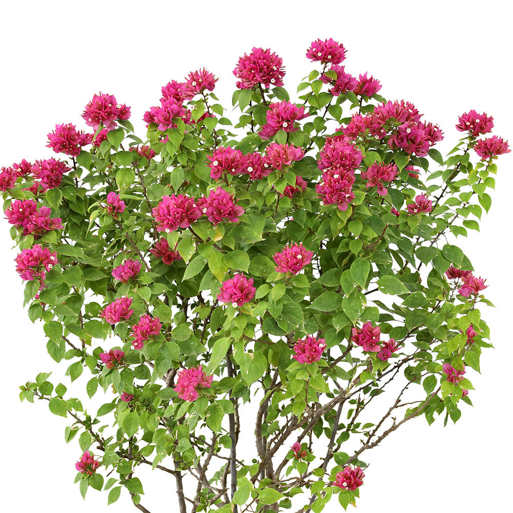 BOUGAINVILLEA CATANIA H75CM جهنمية (مجنونة) كاتانيا