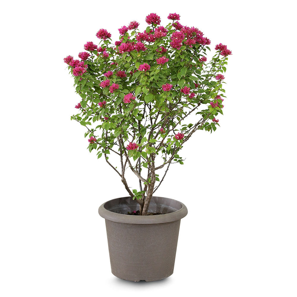 BOUGAINVILLEA CATANIA H75CM جهنمية (مجنونة) كاتانيا