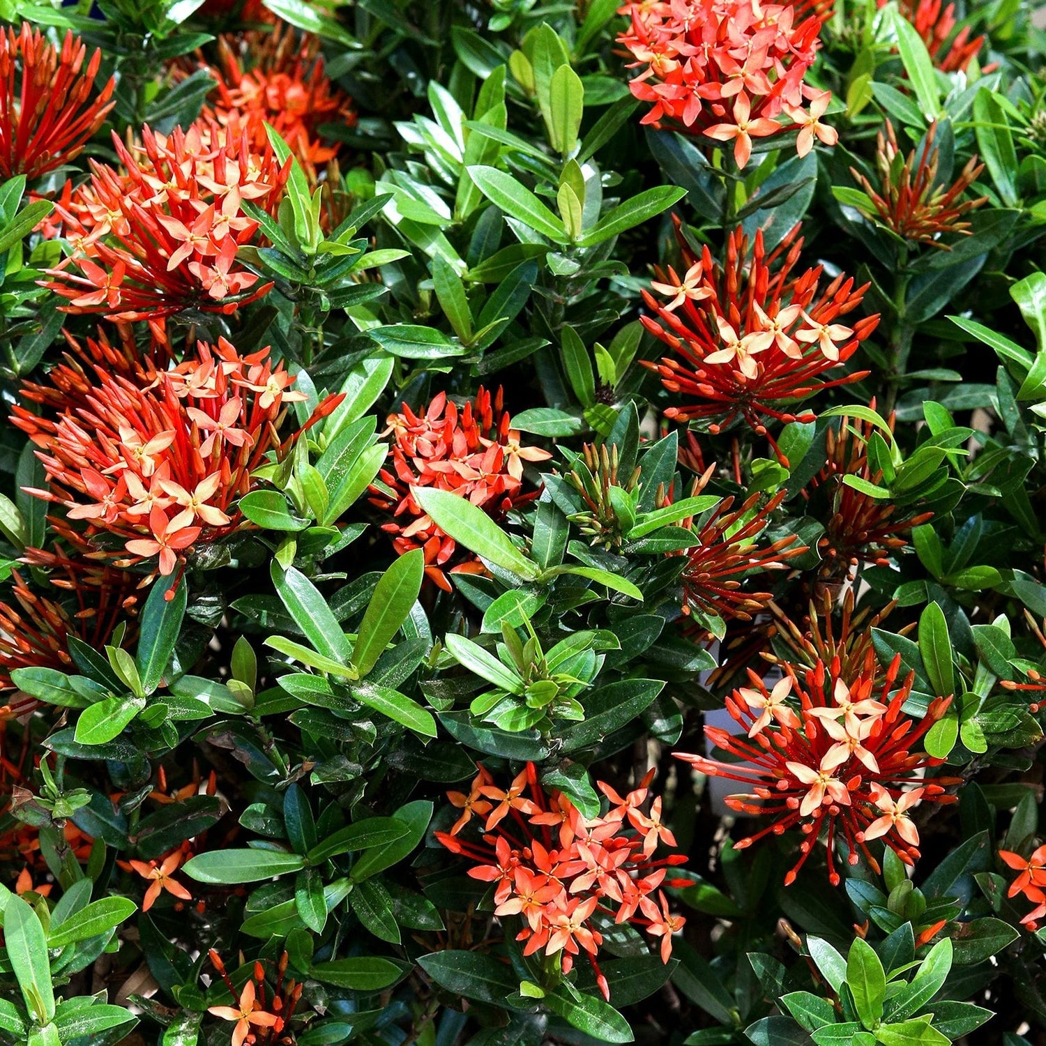 IXORA CHINESIS أحمر/برتقالي - اكزورا الصينيه 