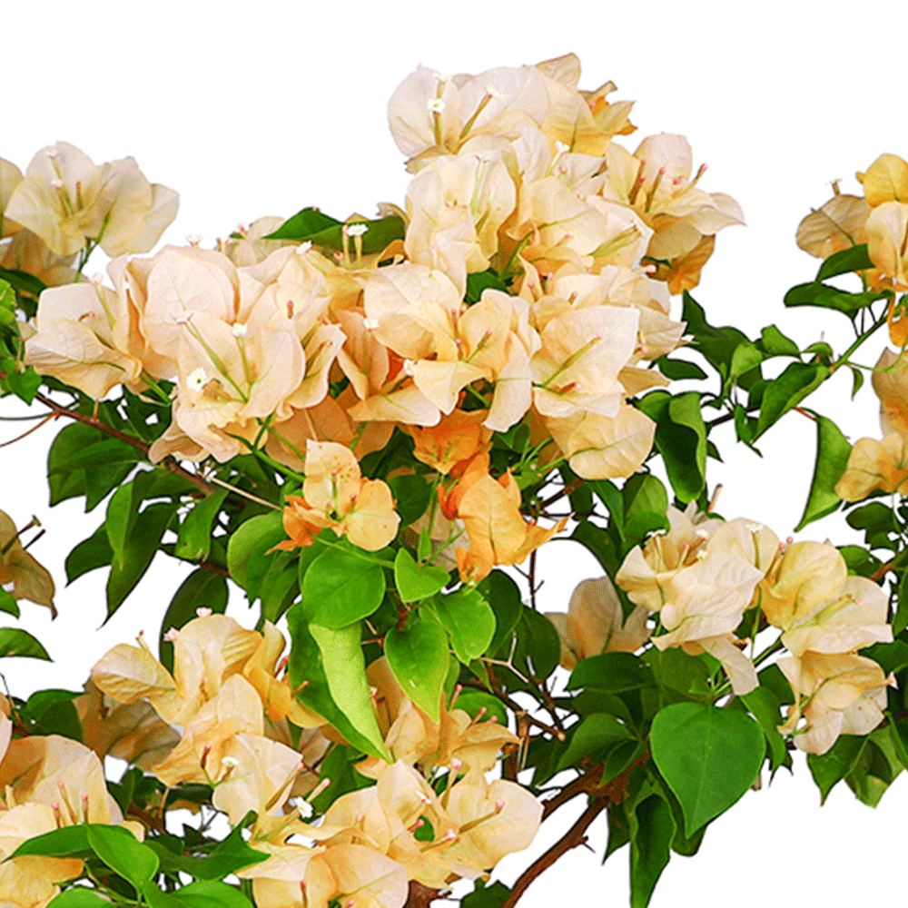 BOUGAINVILLEA MONTECRISTO 1 MTR جهنمية (مجنونة)