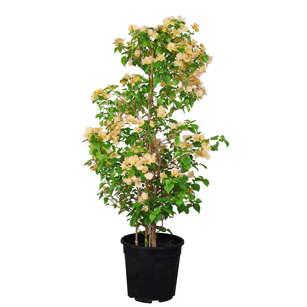 BOUGAINVILLEA MONTECRISTO 1 MTR جهنمية (مجنونة)