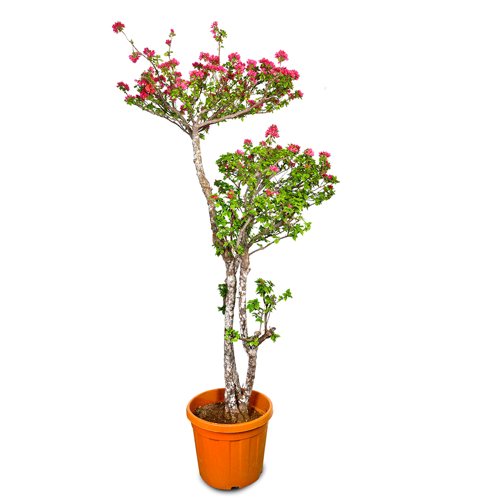 BOUGAINVILLEA CATANIA BONSAI 2-2.5 M جهنمية (مجنونة) كاتانيا