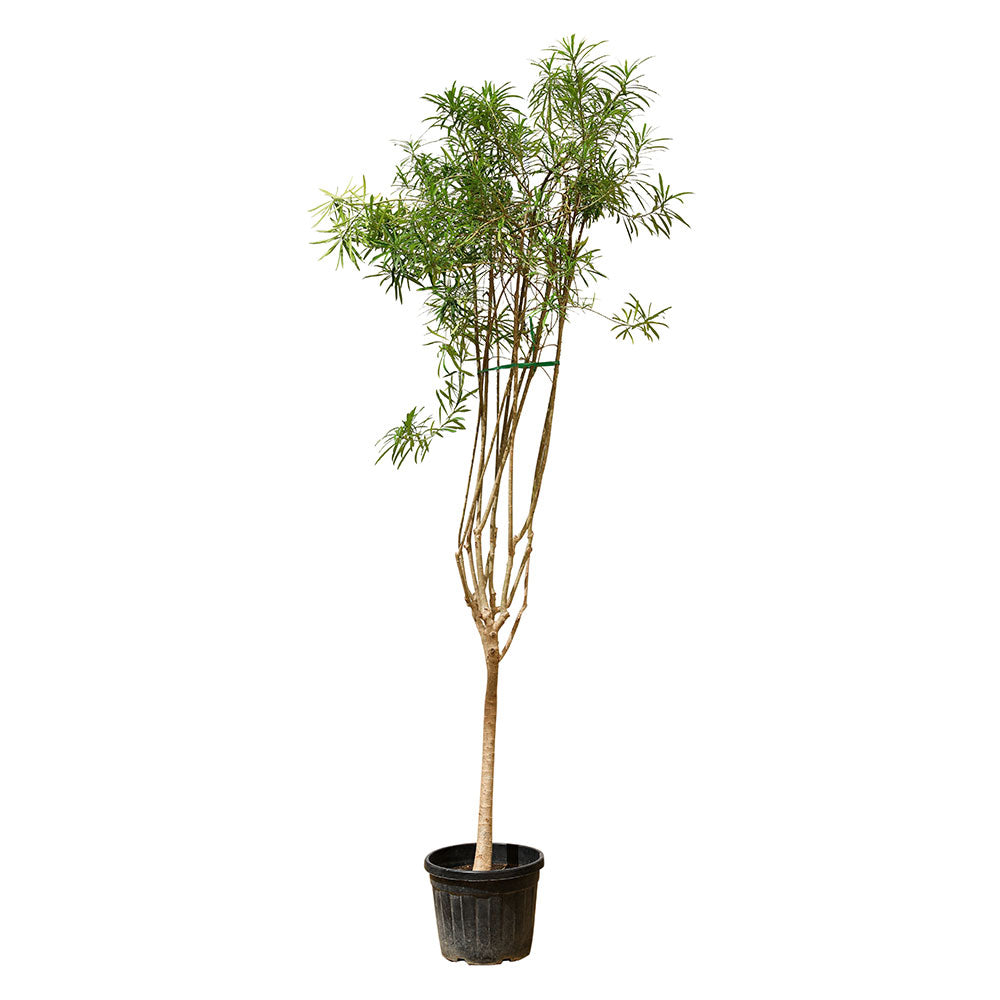 THEVETIA PERUVIANA	تيفيتيا