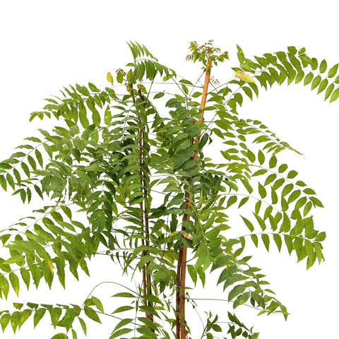AZADIRACHTA INDICA/ NEEM  شجرة النيم