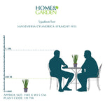 SANSEVIERIA CYLINDRICA STRAIGHT H35 سانسيفيريا