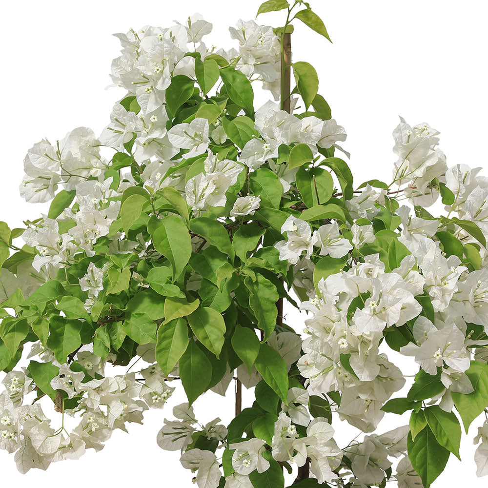 BOUGAINVILLEA BIANCO جهنمية (مجنونة) بيانكو