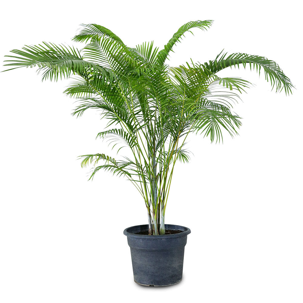 ARECA PALM B أريكا