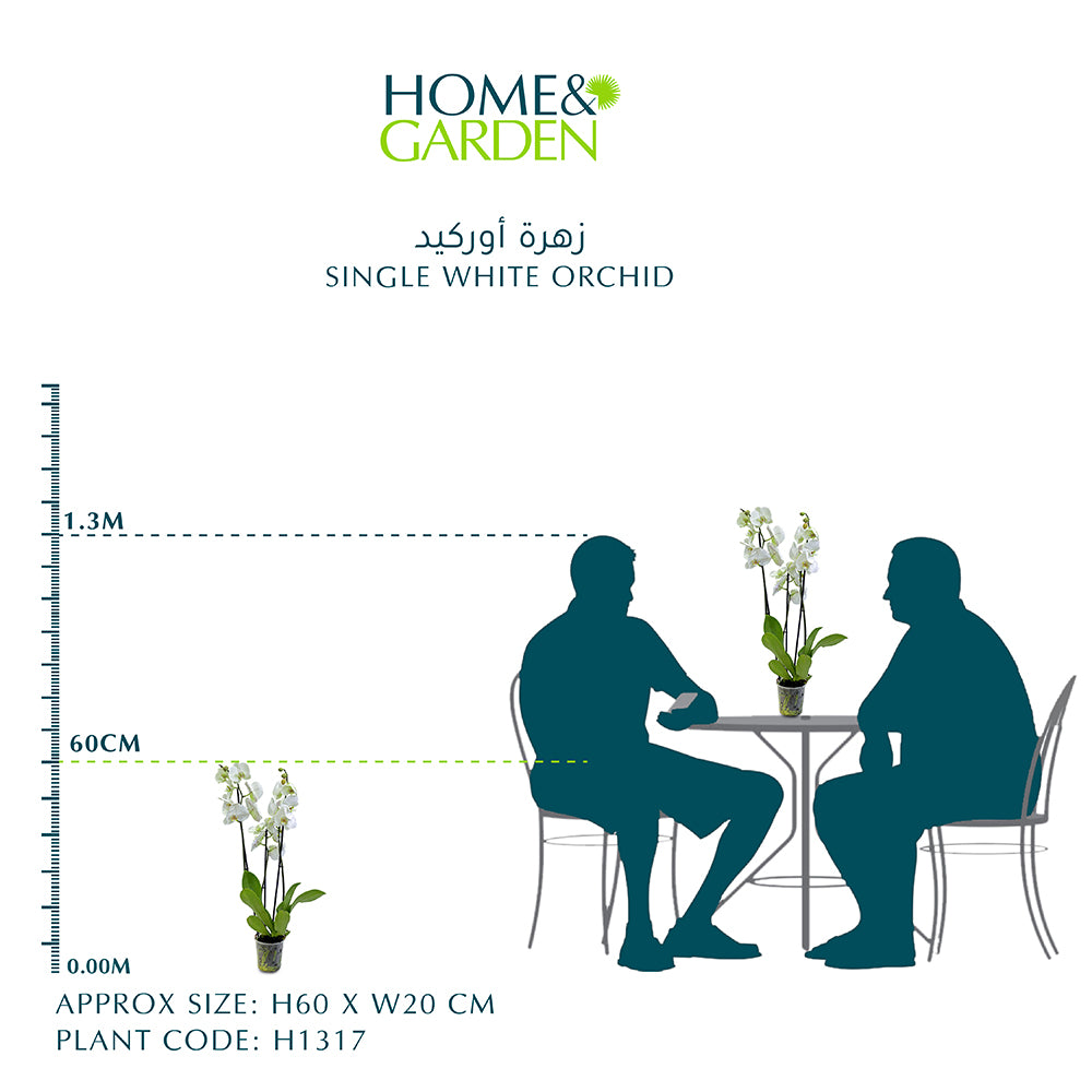 SINGLE ORCHID (FOR GIFTS, FOR HOME, FOR OFFICE TABLES...)- أوركيد
