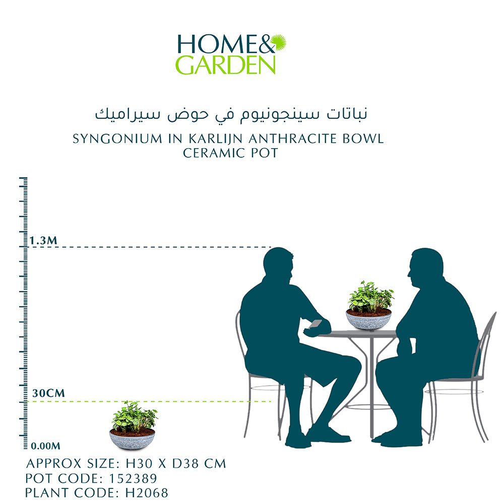 SYNGONIUM IN KARLIJN ANTHRACITE BOWL سيراميك وعاء نباتات سينجونيوم في حوض سيراميك 