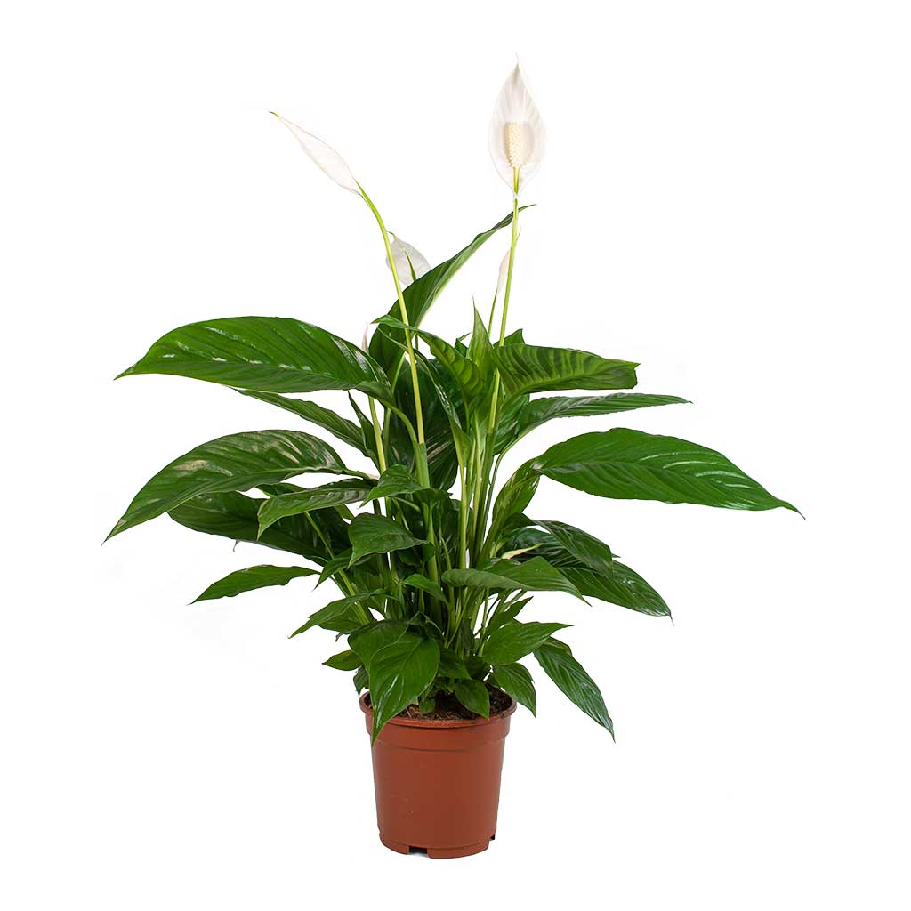 SPATHIPHYLLUM CHOPIN H30 سباثفيليوم