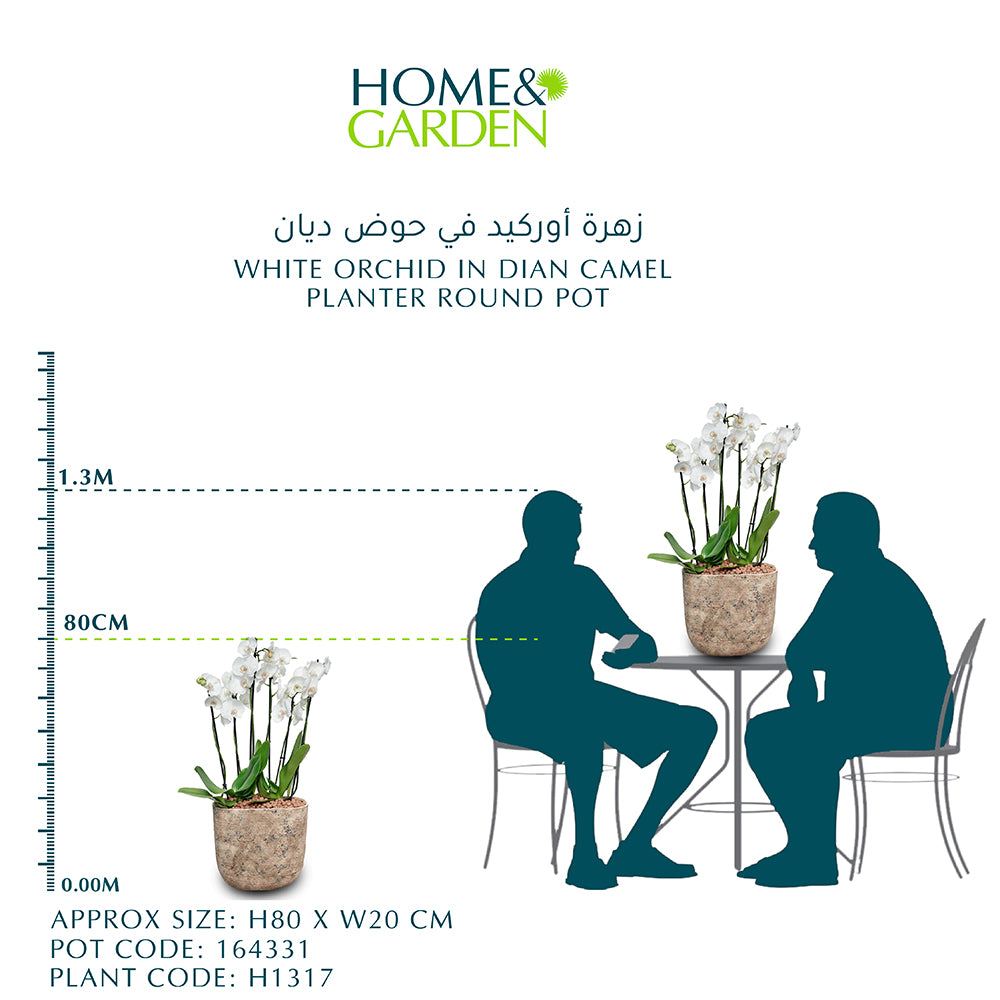 حوض أوركيد أبيض في وعاء دائري لزراعة الجمل- أوركيد في ديان