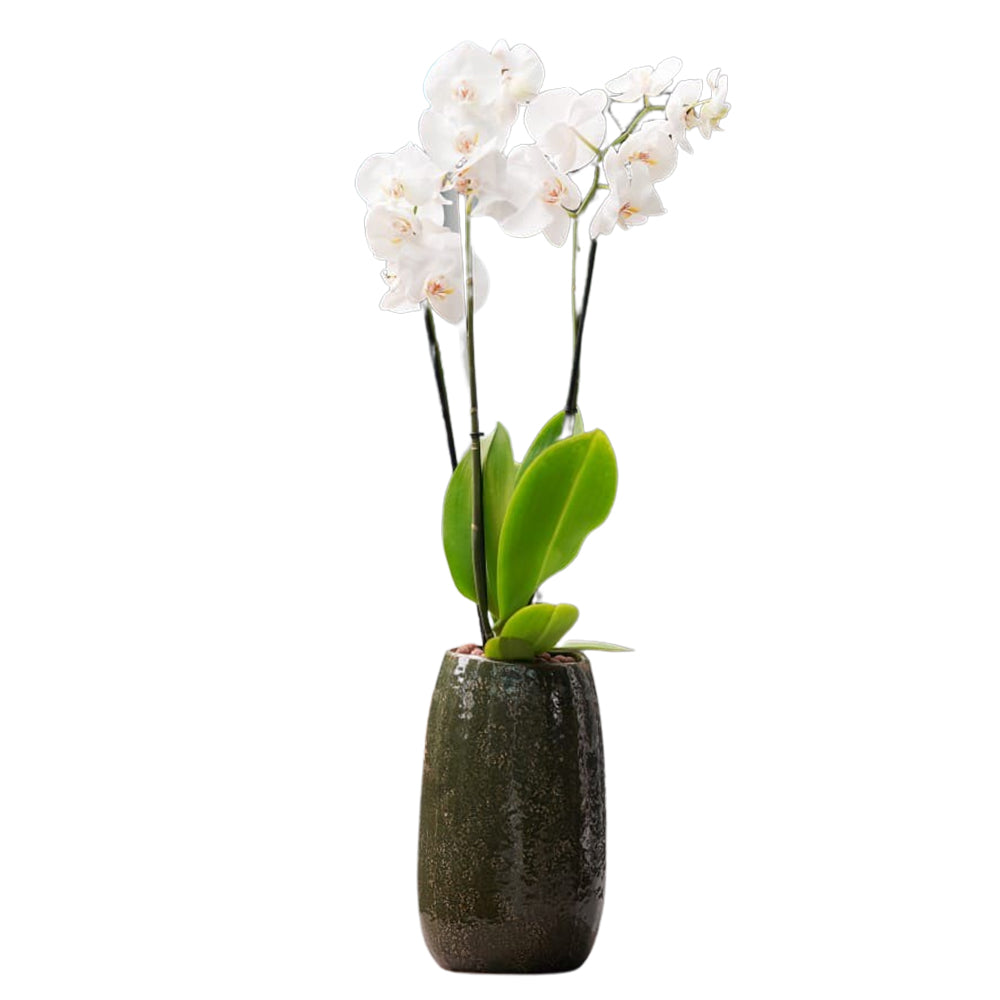 WHITE ORCHID IN TALL MISCHA FOREST GREEN CERAMIC POT