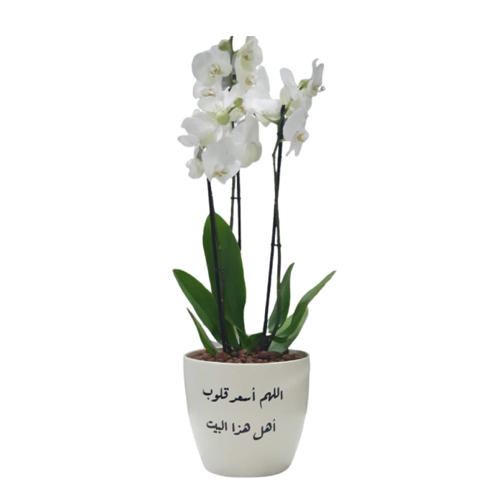 WHITE ORCHID IN CREME CERAMIC POT -  أوركيد في حوض من السيراميك