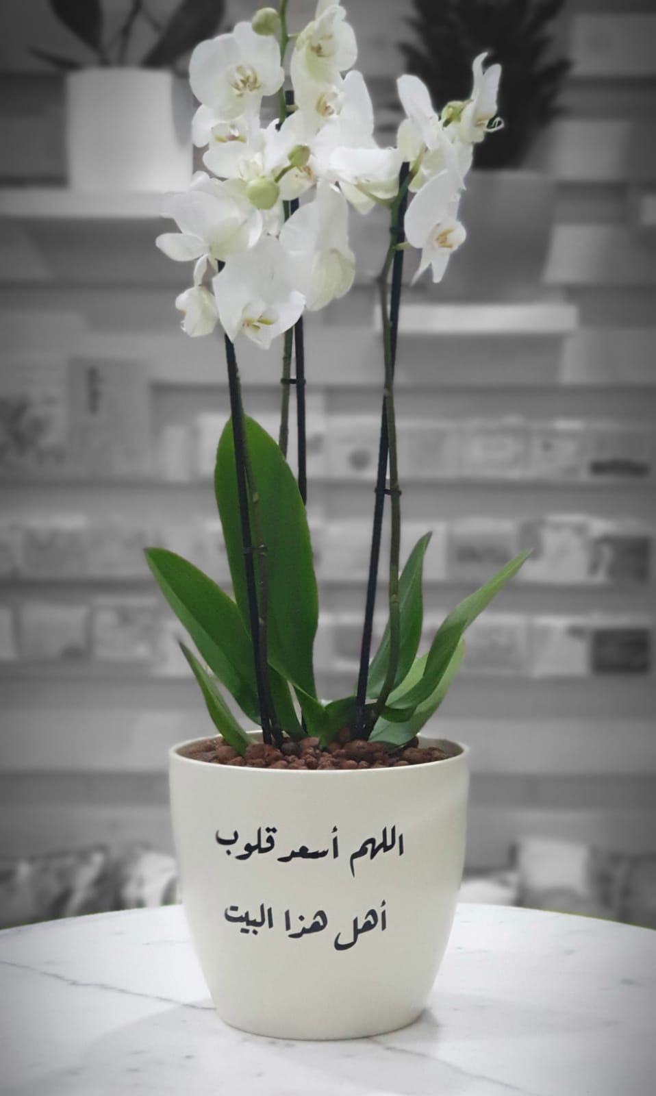 WHITE ORCHID IN CREME CERAMIC POT -  أوركيد في حوض من السيراميك