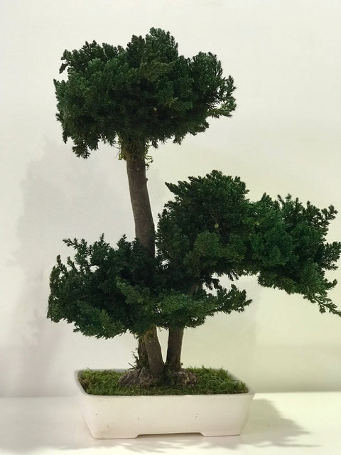 PRESERVED BONSAI JUNIPER MEDIUM-شجرة بونساي المجففة / متوسط
