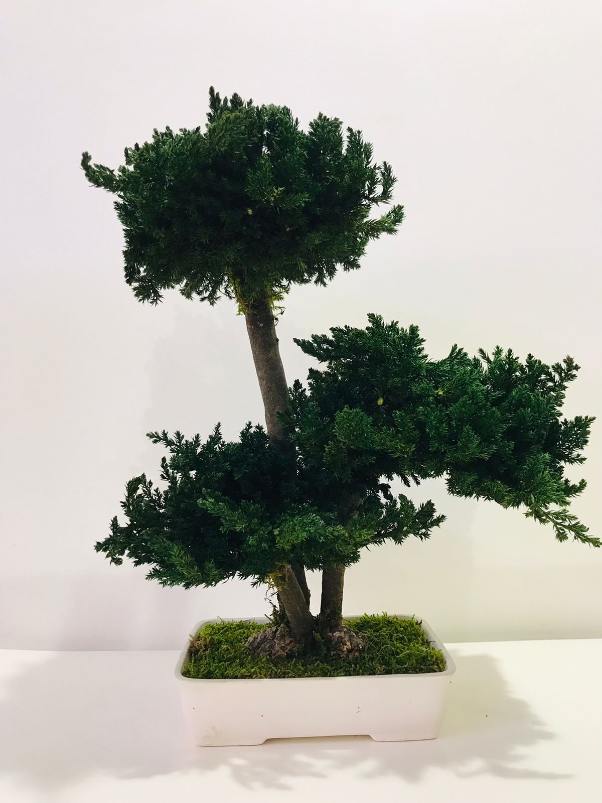 PRESERVED BONSAI JUNIPER MEDIUM-شجرة بونساي المجففة / متوسط