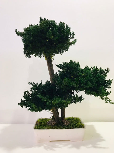 PRESERVED BONSAI JUNIPER MEDIUM-شجرة بونساي المجففة / متوسط