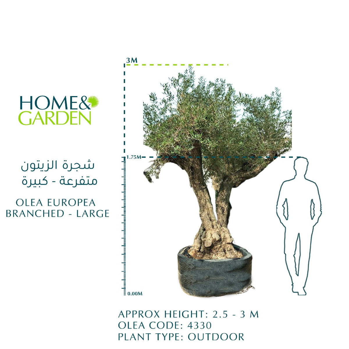 OLEA EUROPEA BRANCHED - LARGE زيتون متفرعة حجم كبير