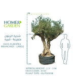 OLEA EUROPEA BRANCHED - LARGE زيتون متفرعة حجم كبير