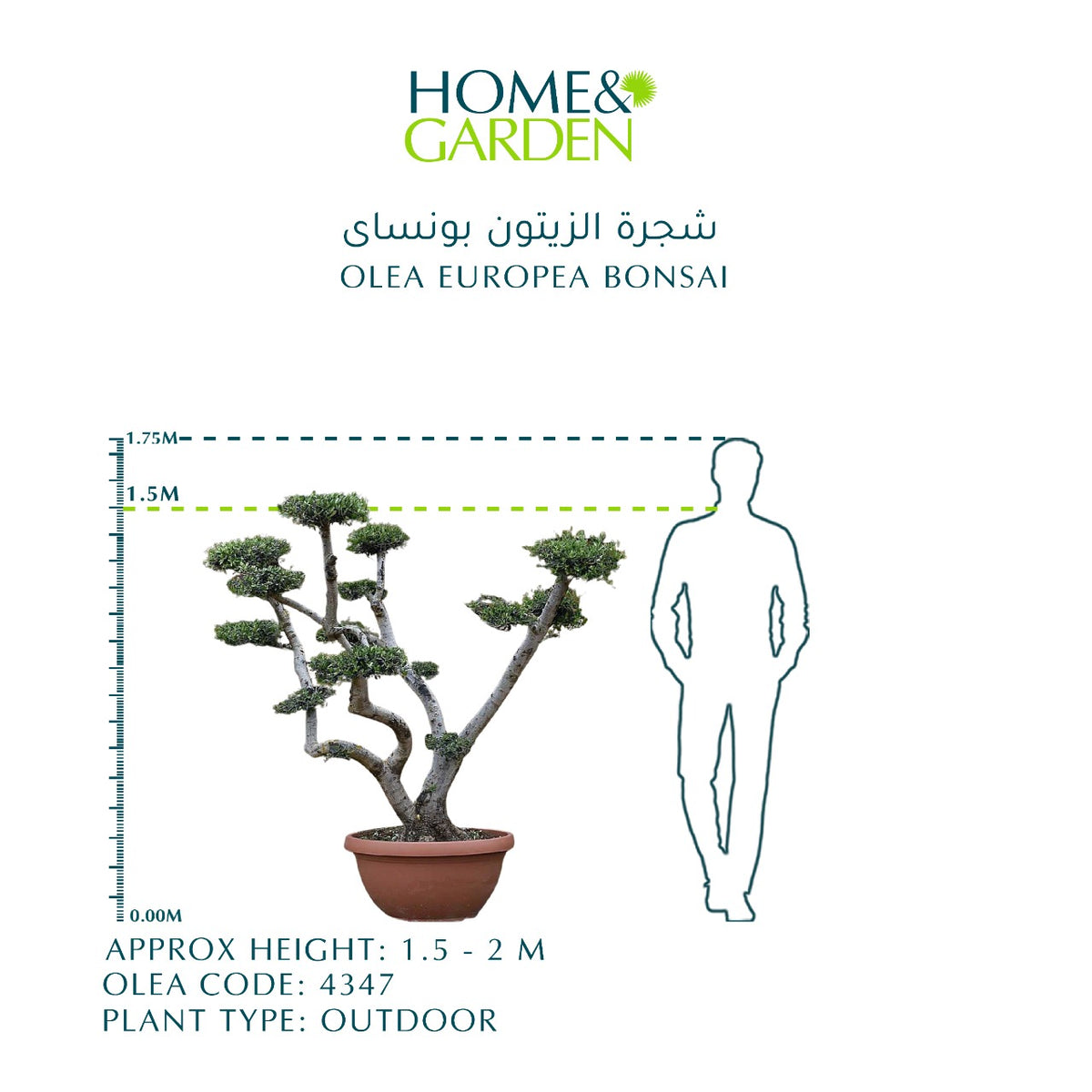 OLEA EUROPEA BONSAI زيتون بونساى