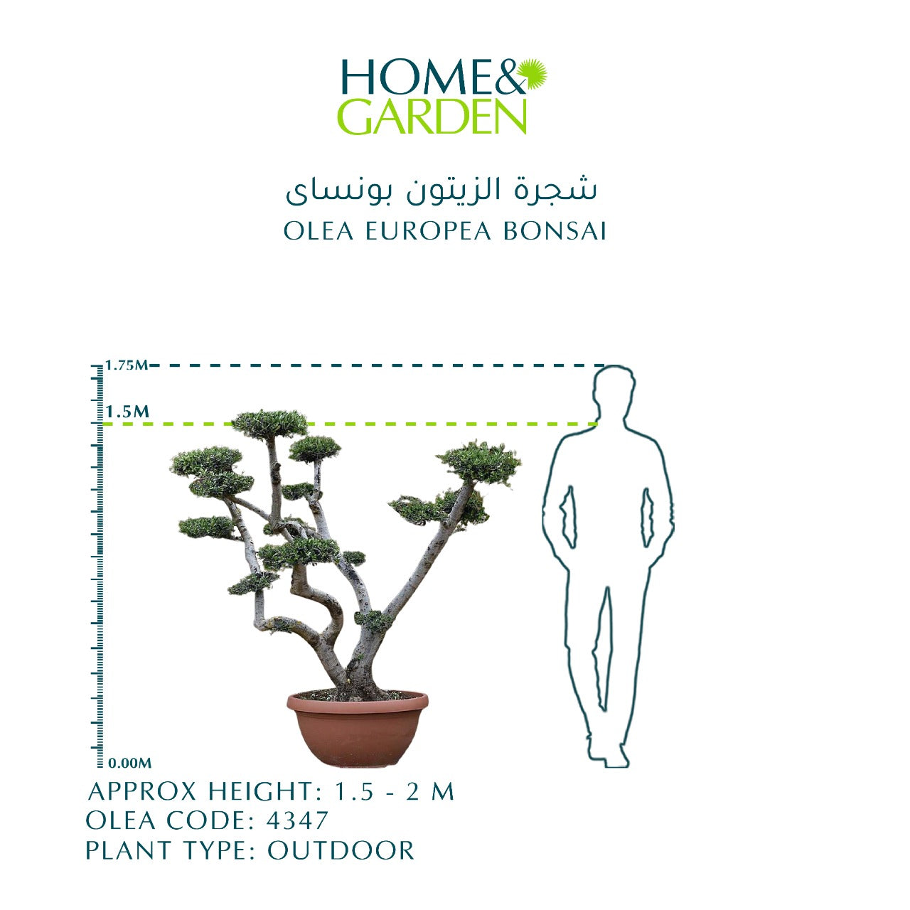 OLEA EUROPEA BONSAI زيتون بونساى