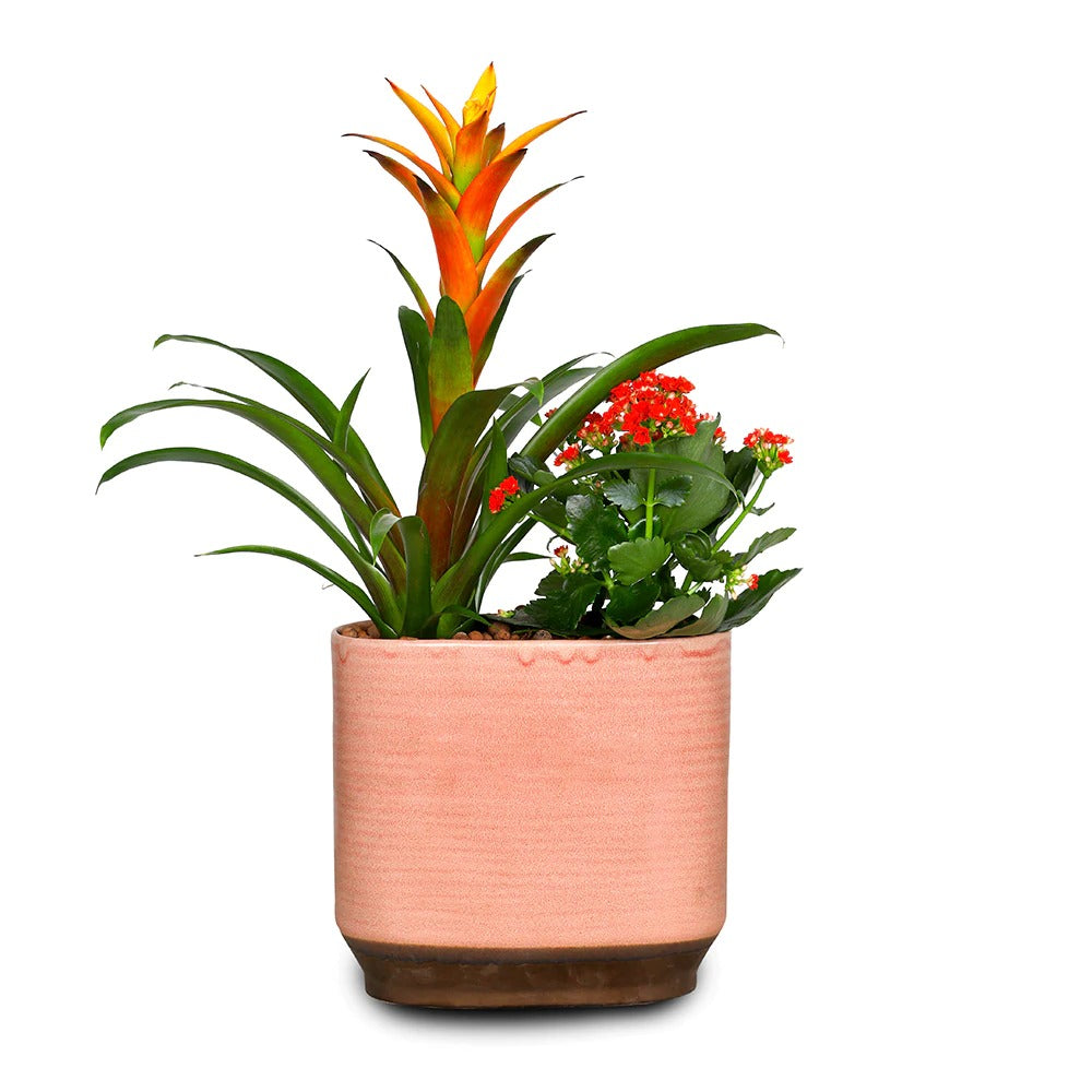GUZMANIA & KALANCHOE IN PINK CERAMIC POT نبات القوزمينيا و الكلانشو في حوض سيراميك
