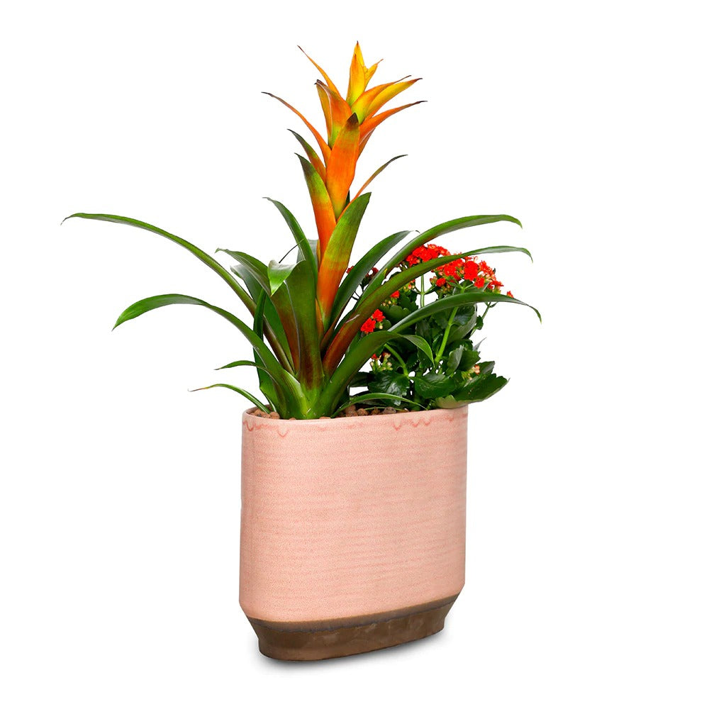 GUZMANIA & KALANCHOE IN PINK CERAMIC POT نبات القوزمينيا و الكلانشو في حوض سيراميك