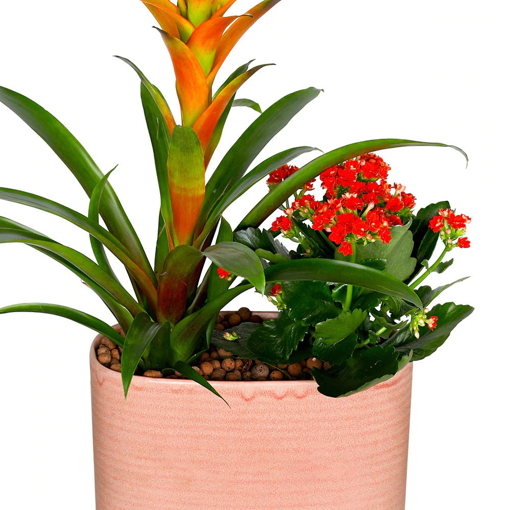 GUZMANIA & KALANCHOE IN PINK CERAMIC POT نبات القوزمينيا و الكلانشو في حوض سيراميك