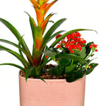 GUZMANIA & KALANCHOE IN PINK CERAMIC POT نبات القوزمينيا و الكلانشو في حوض سيراميك
