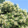 MILLINGTONIA HORTENSIS ملنجتونيا ( شجرة الياسمين)