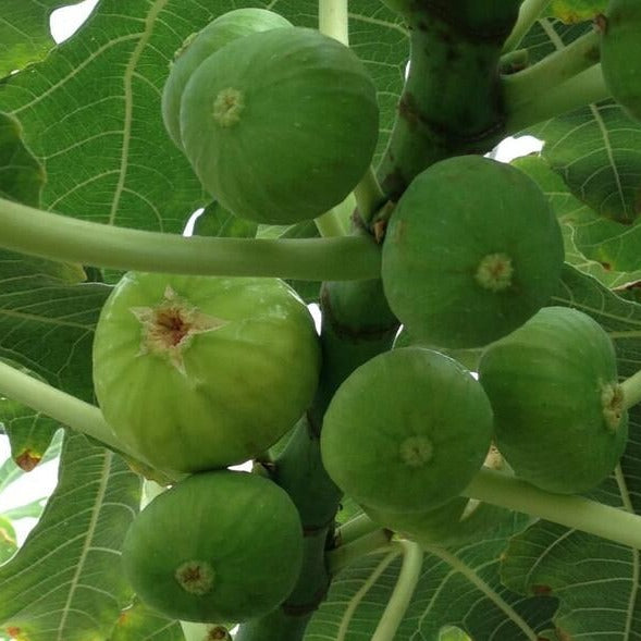 FICUS CARICA (FIG) نبات التين